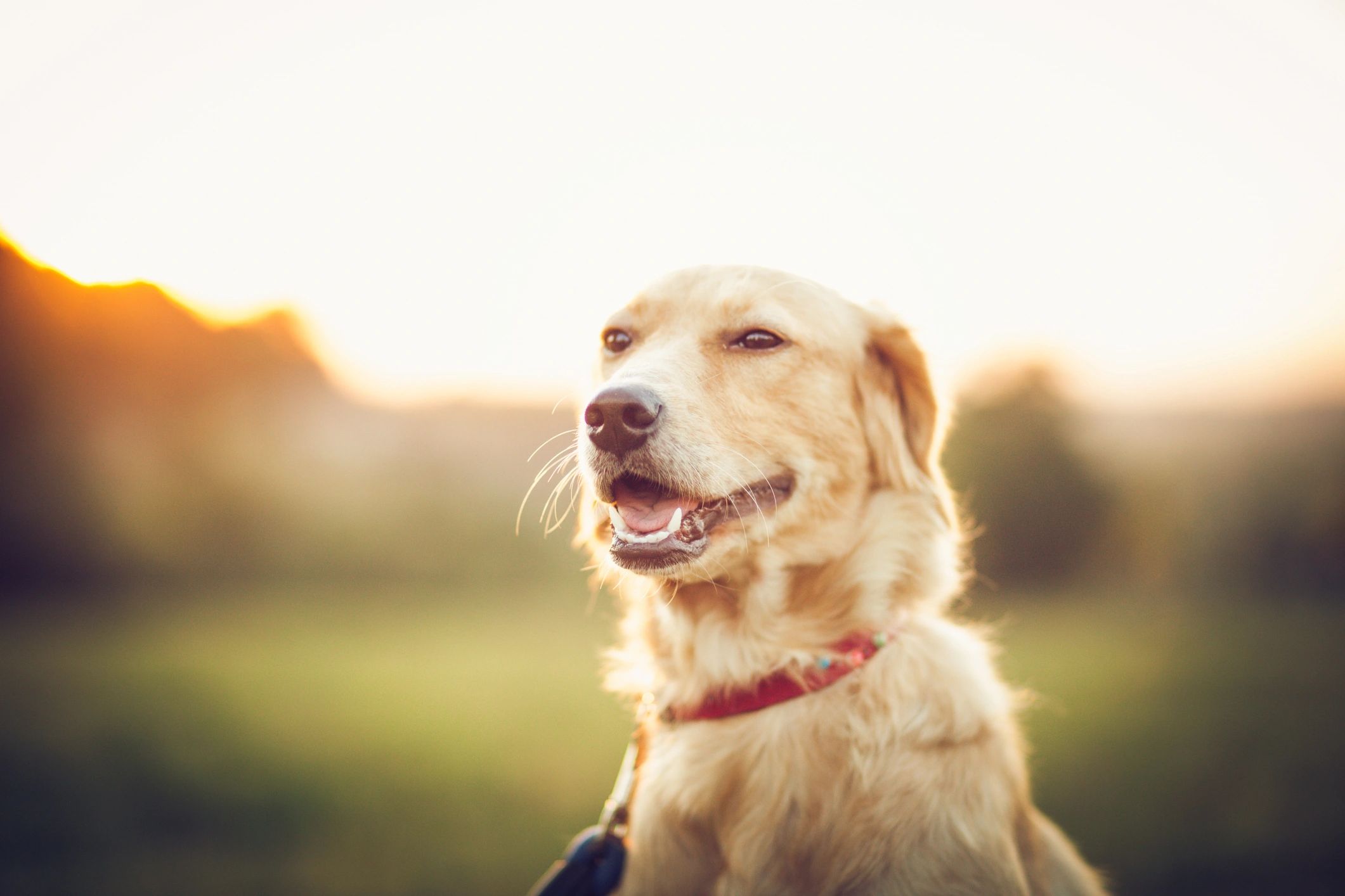 Happy Golden Retriever